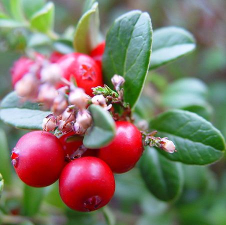 Wintergreen Essential Oil 2